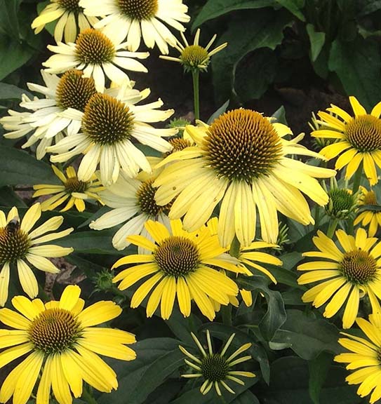 Echinacea Cleopatra 