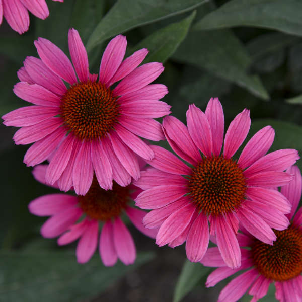 Echinacea Coral Craze 