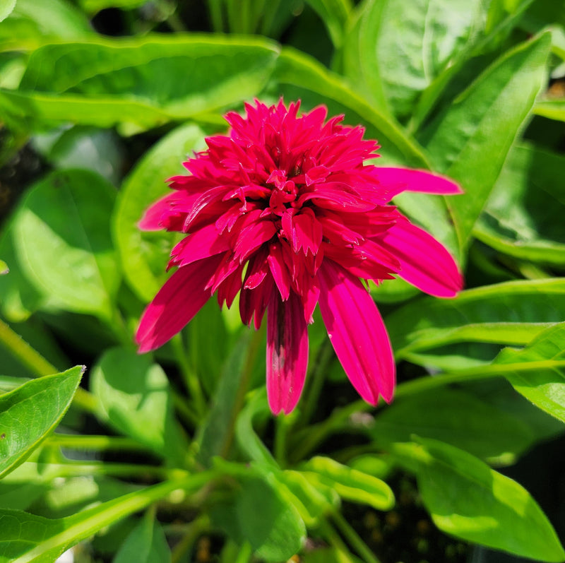 Echinacea DS Strawberry Deluxe 