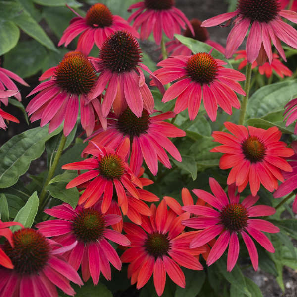 Echinacea Firefinch™ PW