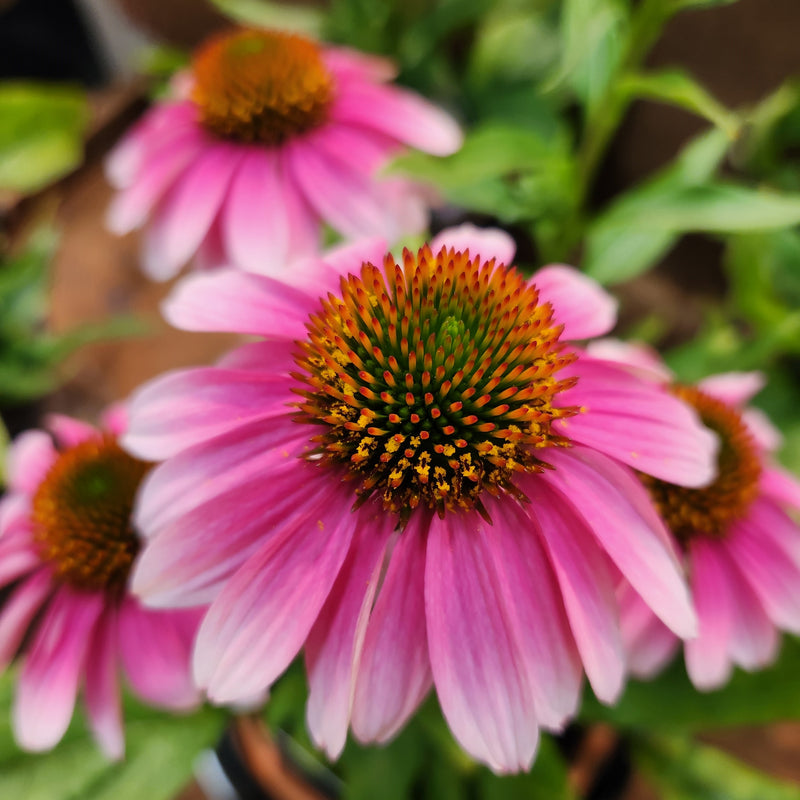 Echinacea French Tips 