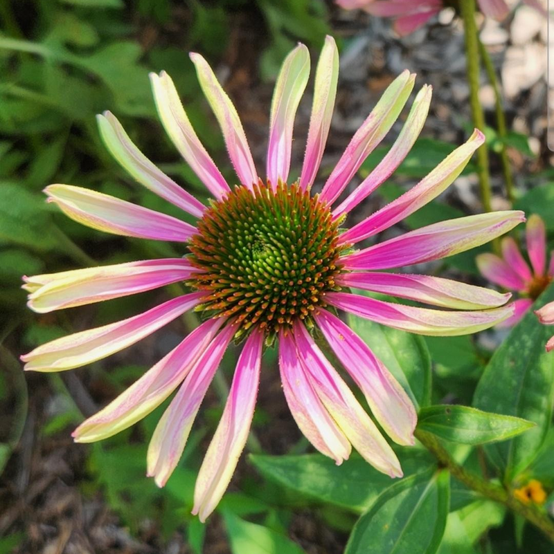 Echinacea Green Twister 1 qt