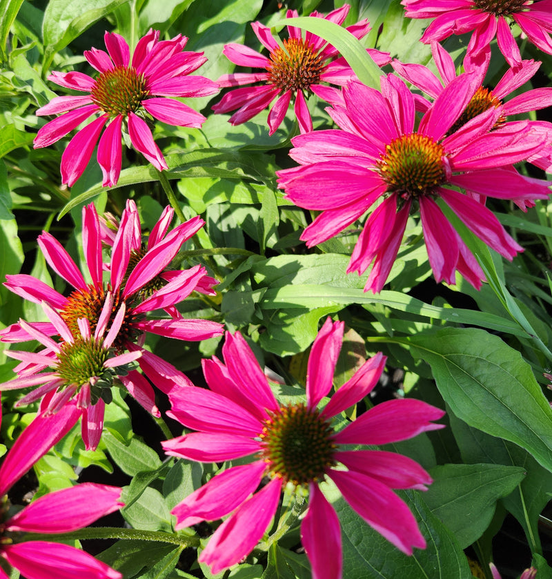 Echinacea KISMET Raspberry 