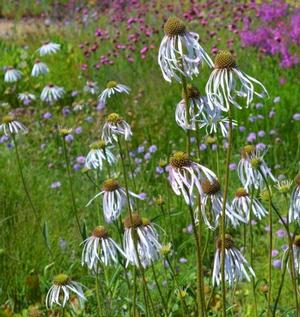 Echinacea pallida Hula Dancer 