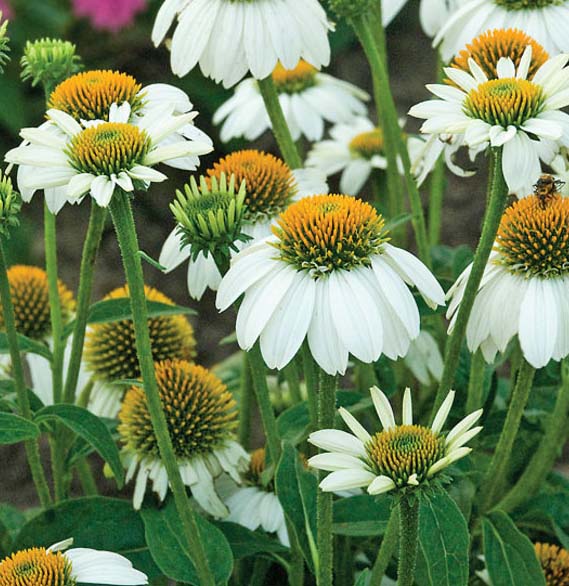 Echinacea PowWow White 1qt