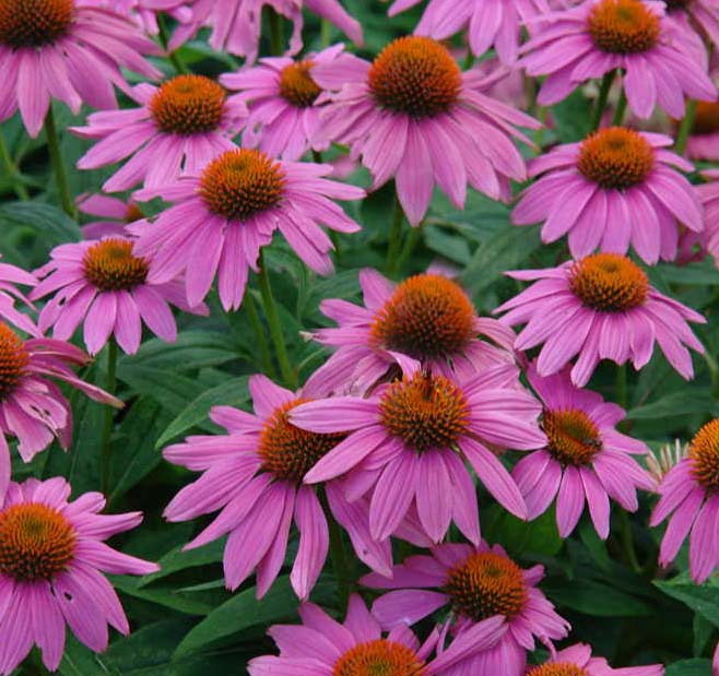 Echinacea PowWow Wild Berry 1 qt