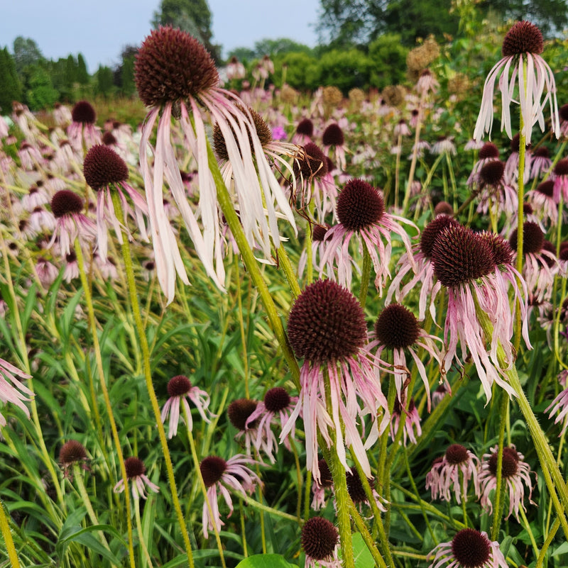 Echinacea pallida 