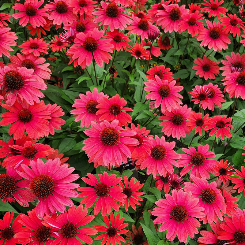 Echinacea Panama Red 