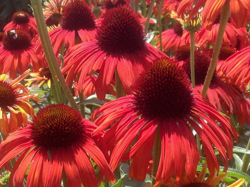 Echinacea Postman 