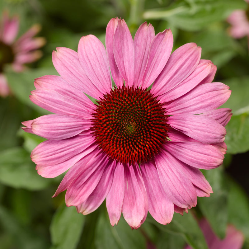 Echinacea Prairie Splendor Dark Rose 