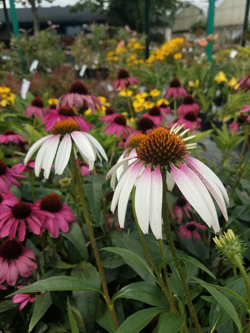 Echinacea Pretty Parasols 