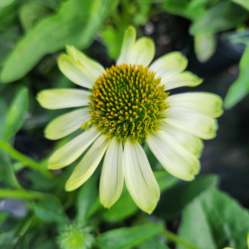 Echinacea Prima Lime 