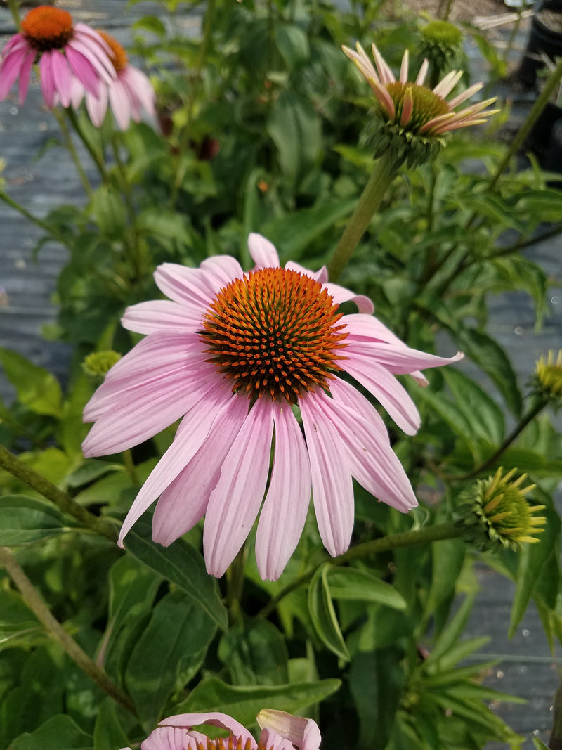 Echinacea purpurea 