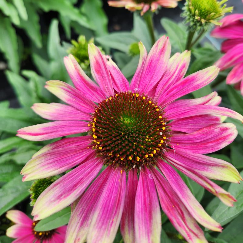 Echinacea Sweet Sandia 