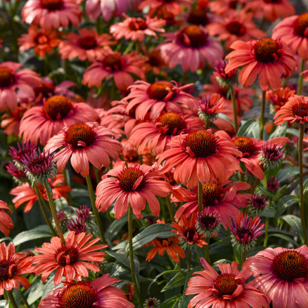 Echinacea Tanager 