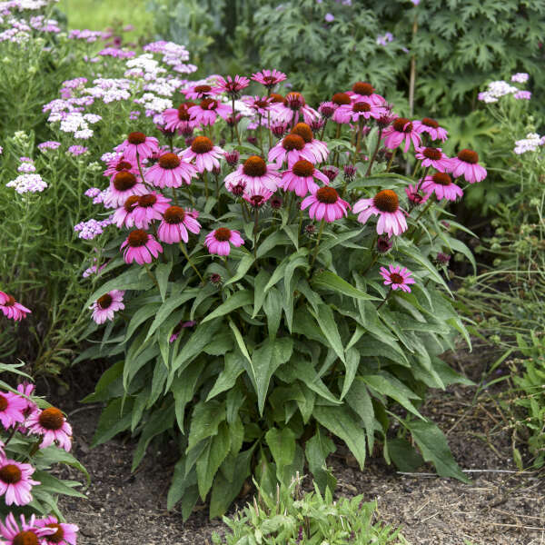 Echinacea The Fuchsia is Bright PW