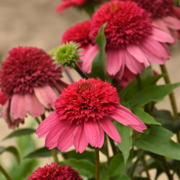 Echinacea Watermelon Sugar 