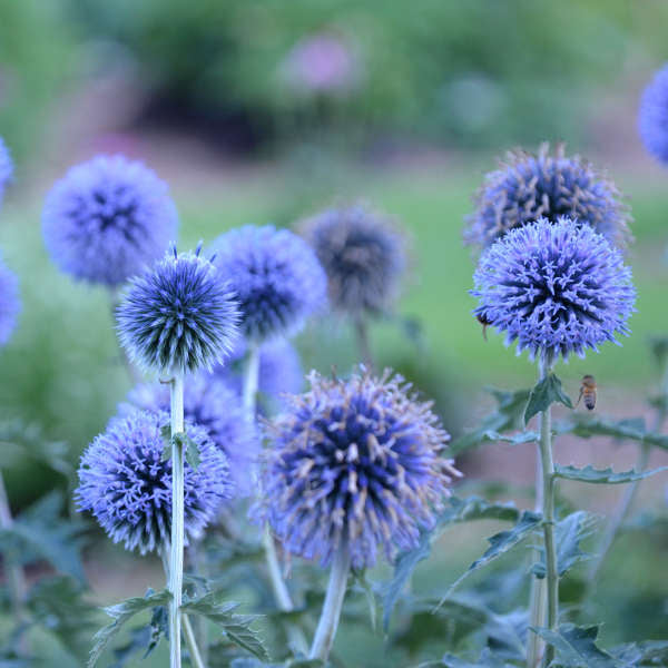 Echinops b Blue Glow 