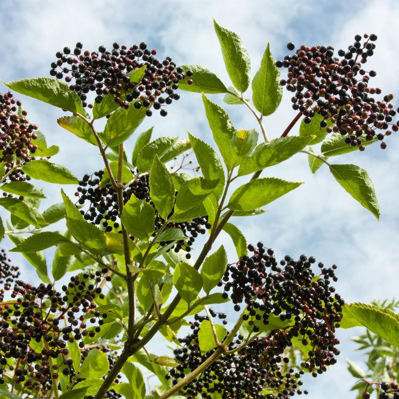 Fruit-Elderberry-York 