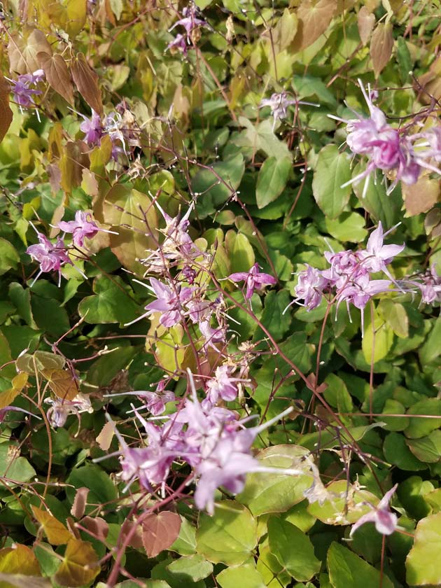 Epimedium Lilafee 