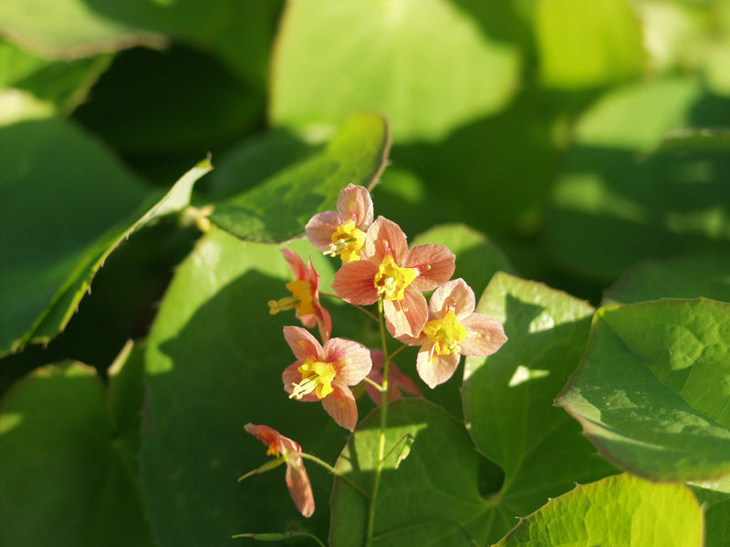 Epimedium p Orange Queen 