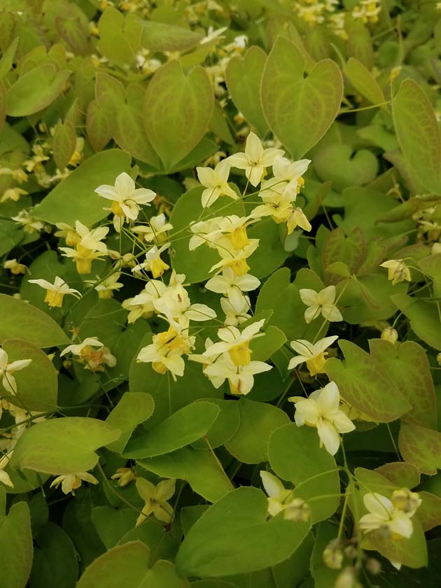 Epimedium v Sulphureum 