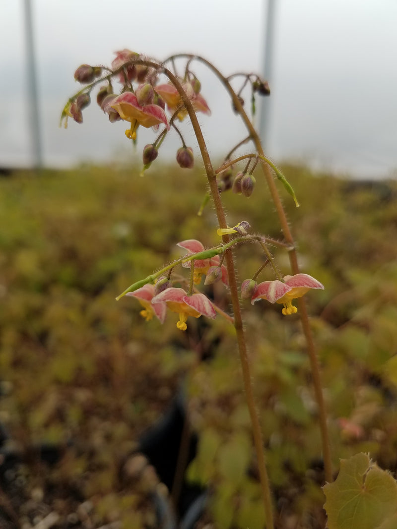 Epimedium cantabrigiense 