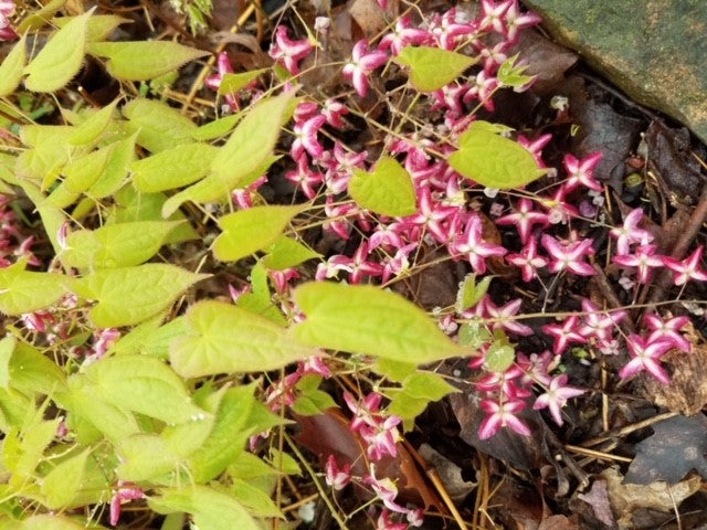 Epimedium rubrum 