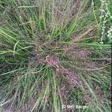 Eragrostis spectabilis 