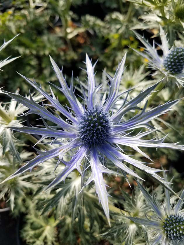 Eryngium Big Blue