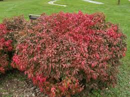 Euonymus a Rudy Haag 