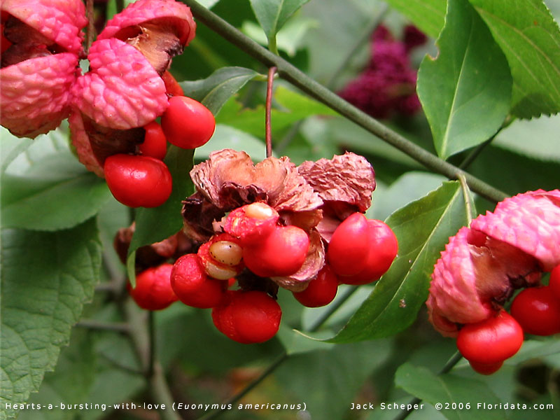 Euonymus americanus 