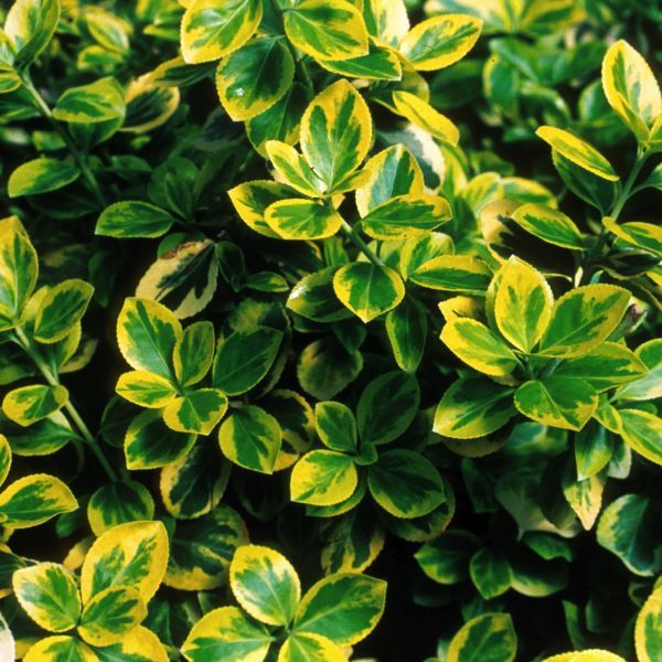 Euonymus Moonshadow 
