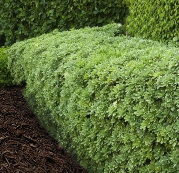 Euonymus Manhattan 