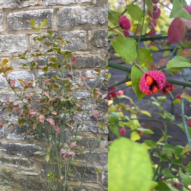 Euonymus atropurpureus cl 