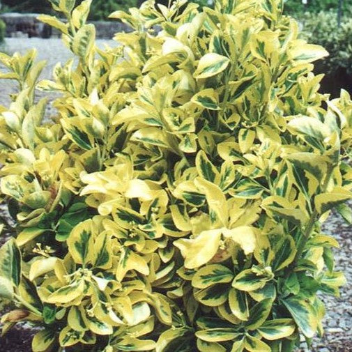 Euonymus f Canadale Gold 