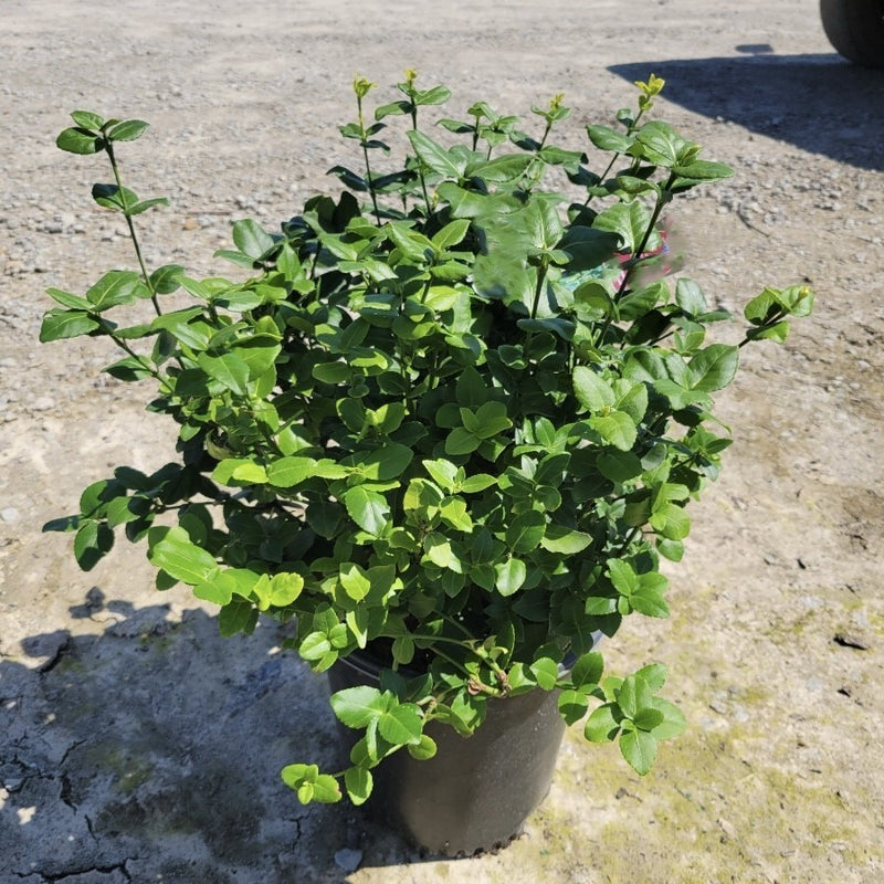 Euonymus Greenlane 