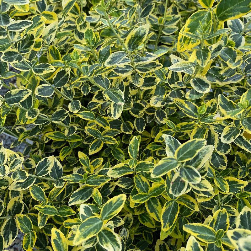 Euonymus Gold Splash 