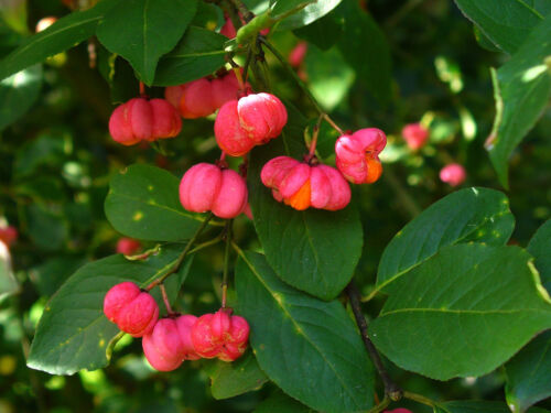 Euonymus europaeus 