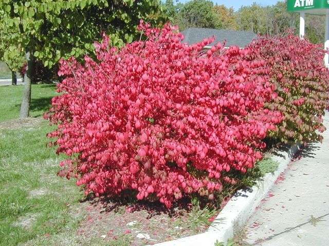 Euonymus a Grove Compact 