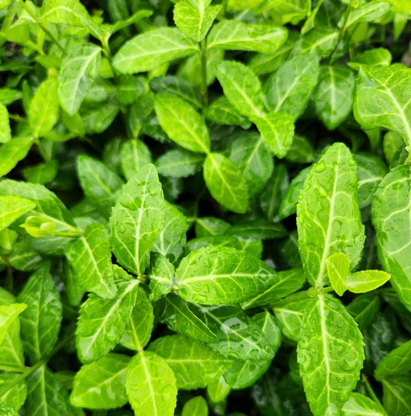 Euonymus f Coloratus flat/50