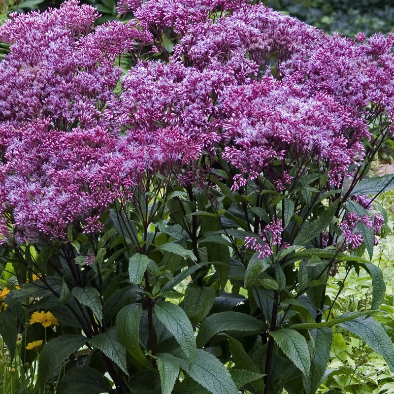 Eupatorium Baby Joe 