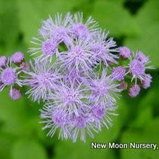 Eupatorium coelestinum 