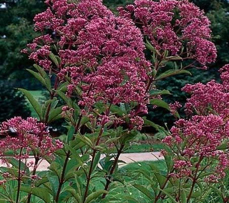 Eupatorium Gateway 