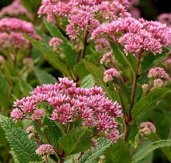 Eupatorium Little Joe 