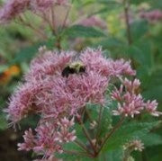 Eupatorium maculatum 