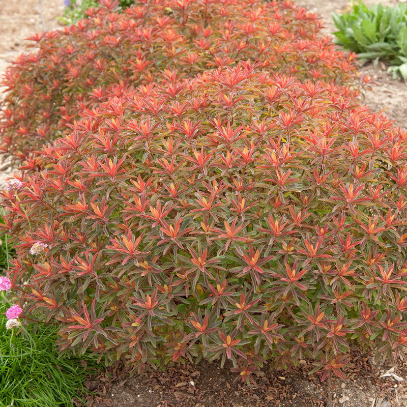 Euphorbia Bonfire 1 qt