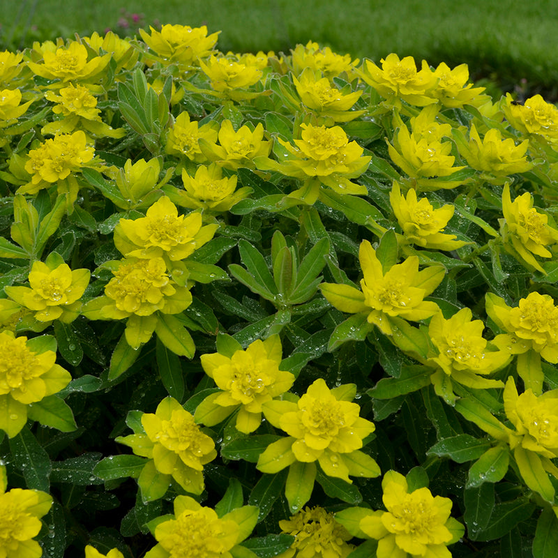 Euphorbia polychroma 