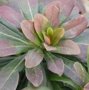 Euphorbia amygd. Robbiae 1 qt