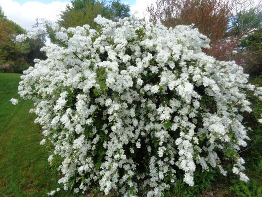 Exochorda x The Bride 